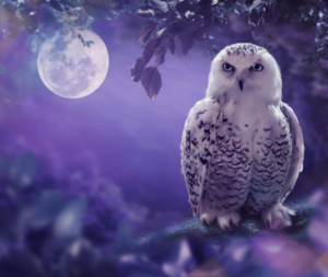 seeing an owl at night spiritual meaning